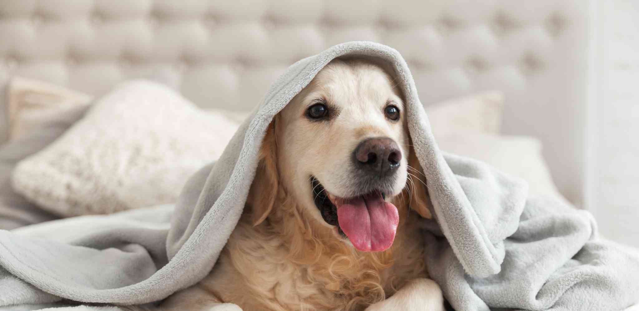 dog covered with blanket