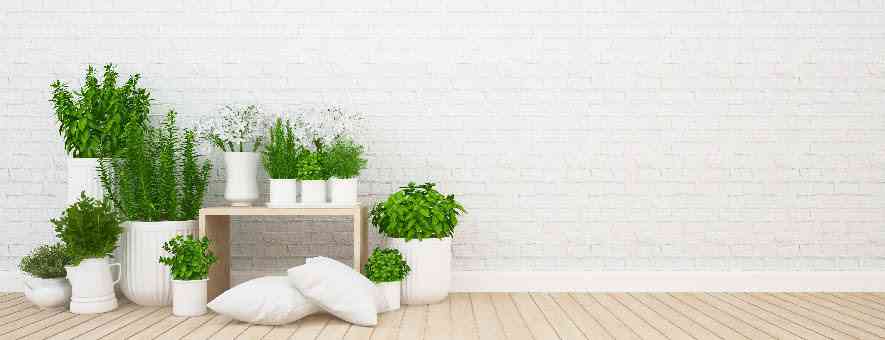 plant decoration for house interior