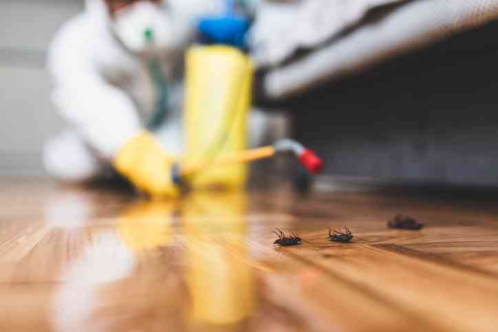 person using termite spray