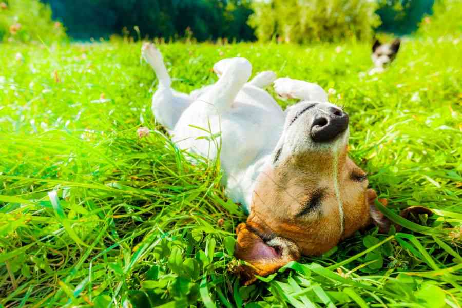 dog lying down on grass