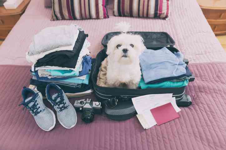 dog sitting on bag