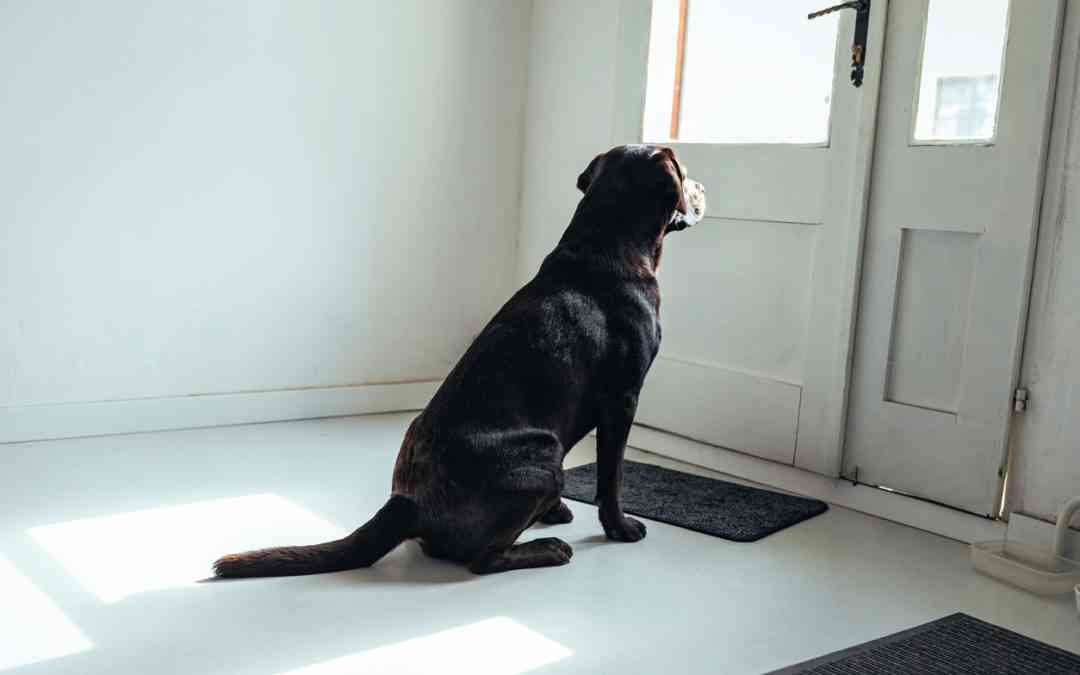 image of a dog sitting in front of door